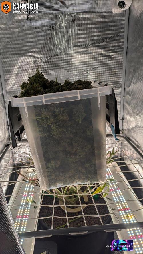 DosiDos 🍬 🥜 🍋 🌿 🍪. Week 13