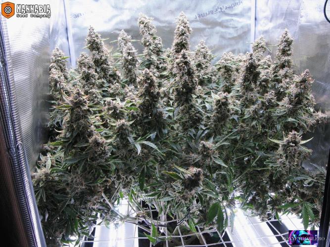 DosiDos 🍬 🥜 🍋 🌿 🍪. Week 13