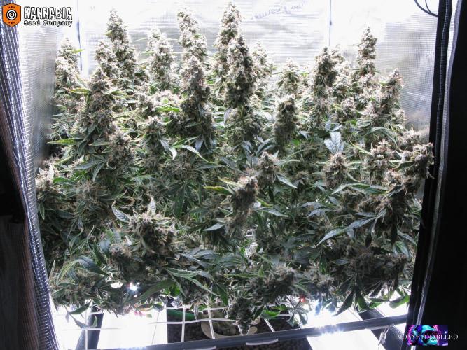 DosiDos 🍬 🥜 🍋 🌿 🍪. Week 13