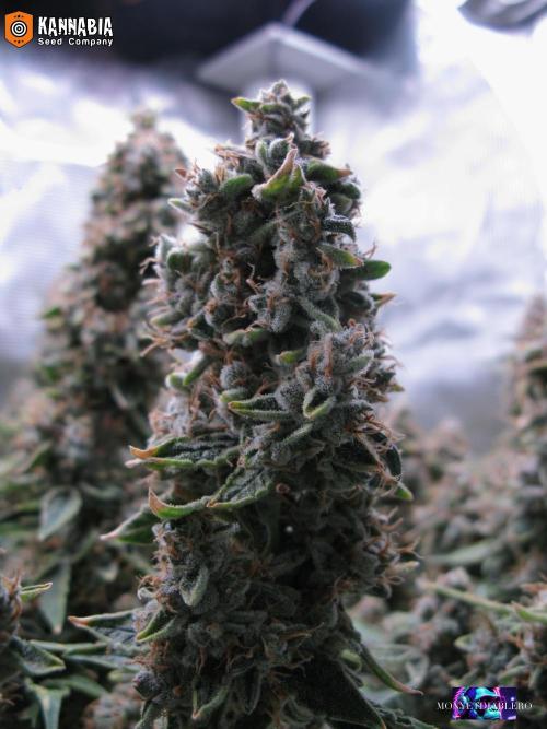 DosiDos 🍬 🥜 🍋 🌿 🍪. Week 13