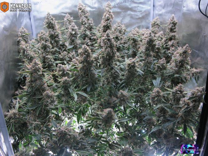 DosiDos 🍬 🥜 🍋 🌿 🍪. Week 13