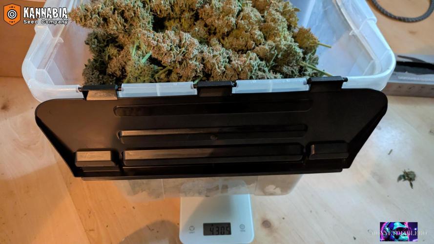 DosiDos 🍬 🥜 🍋 🌿 🍪. Week 13