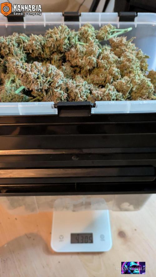 DosiDos 🍬 🥜 🍋 🌿 🍪. Week 13