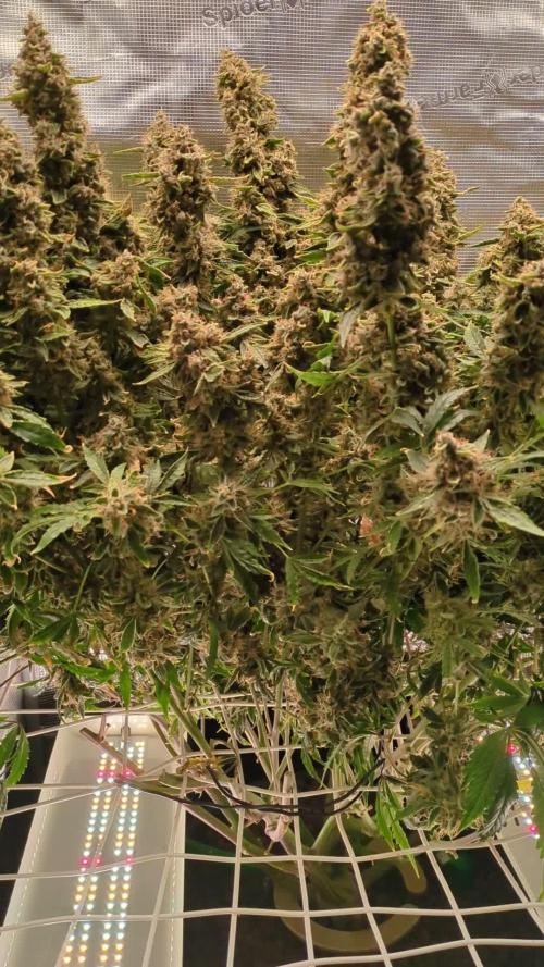 DosiDos 🍬 🥜 🍋 🌿 🍪