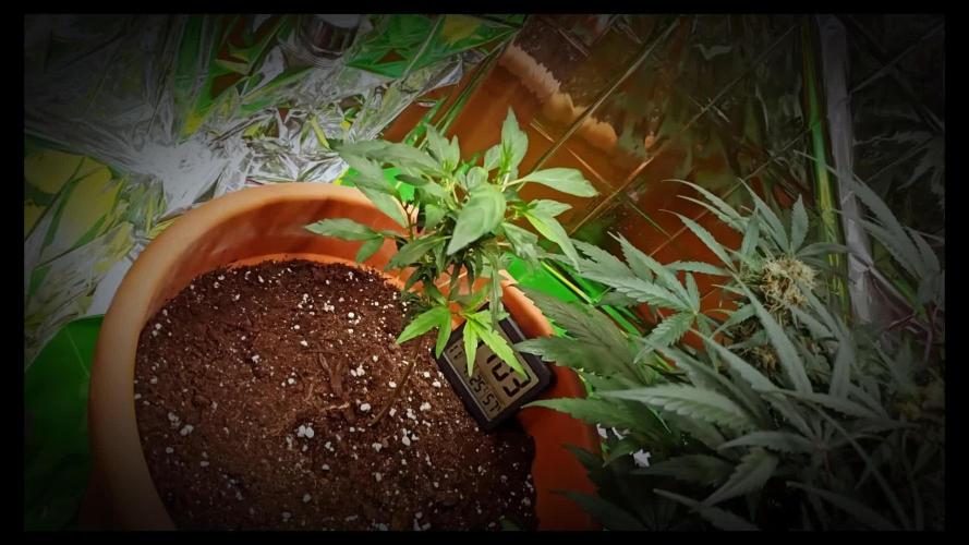 First grow ever | German | Green gelato Automatic