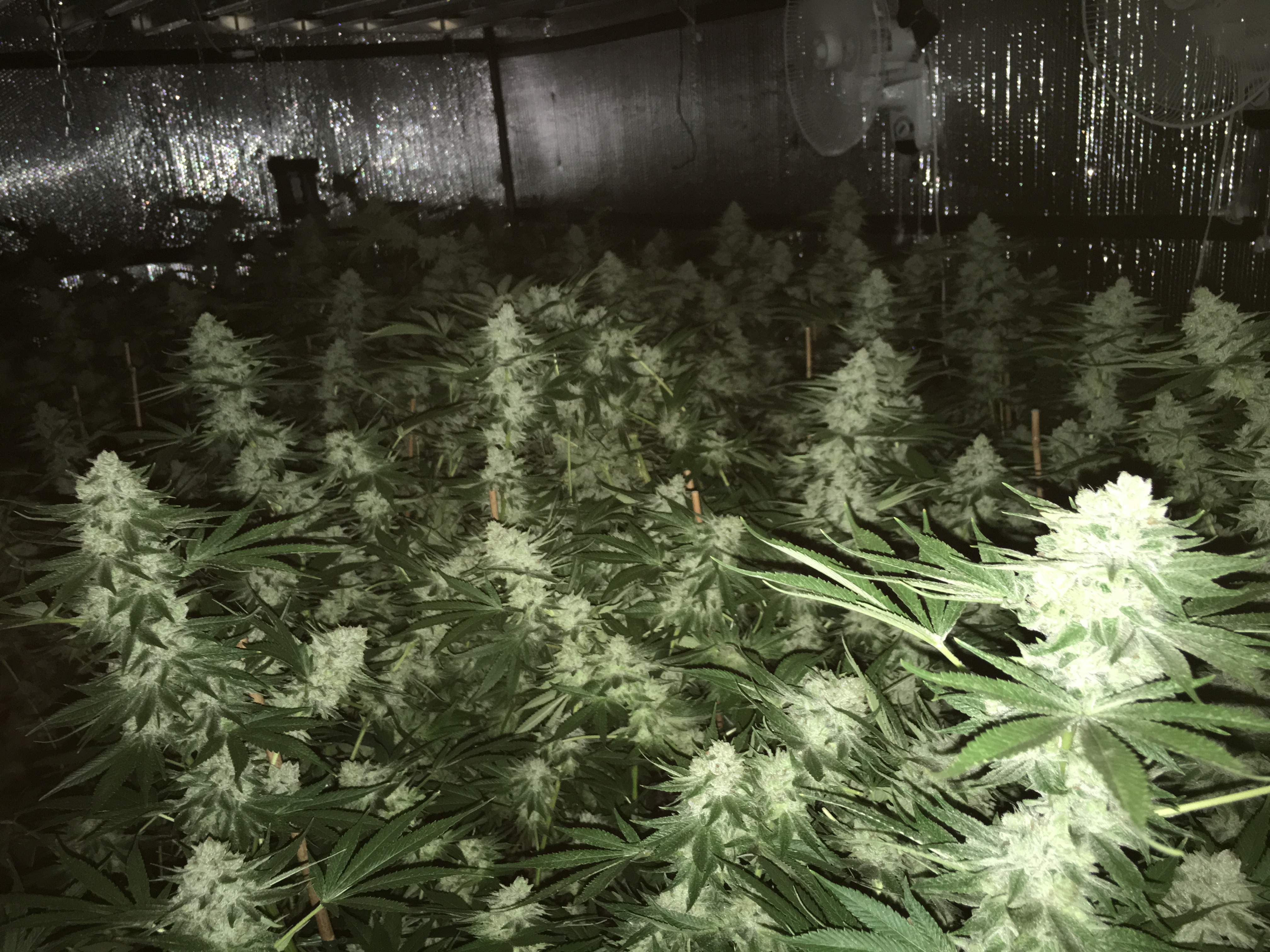 GG strains Gorilla Glue 4 grow journal week5 by LEDGROWR GrowDiaries