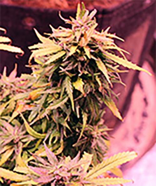 Under The Wild LED Sky 06. Week 20