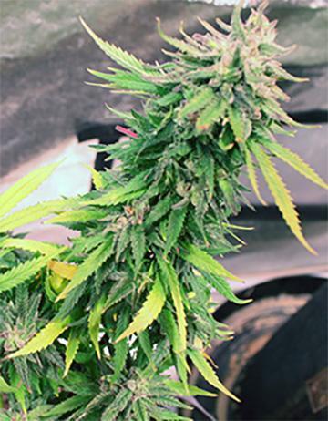 Under The Wild LED Sky 06. Week 20