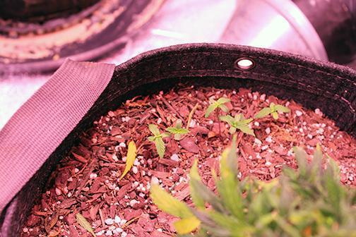 Under The Wild LED Sky 06. Week 20