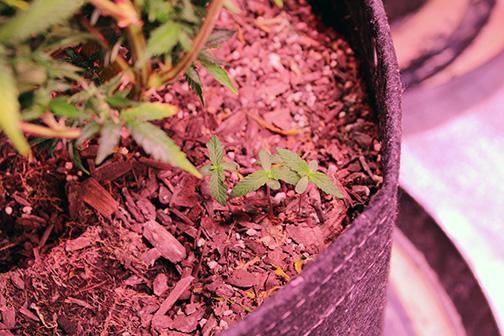 Under The Wild LED Sky 06. Week 20