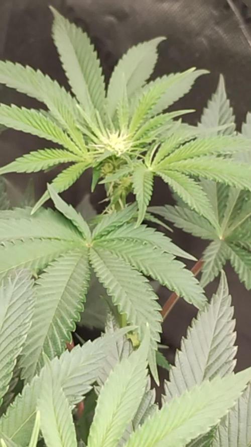 Willies_Organic_Gardens