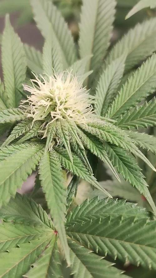 Willies_Organic_Gardens