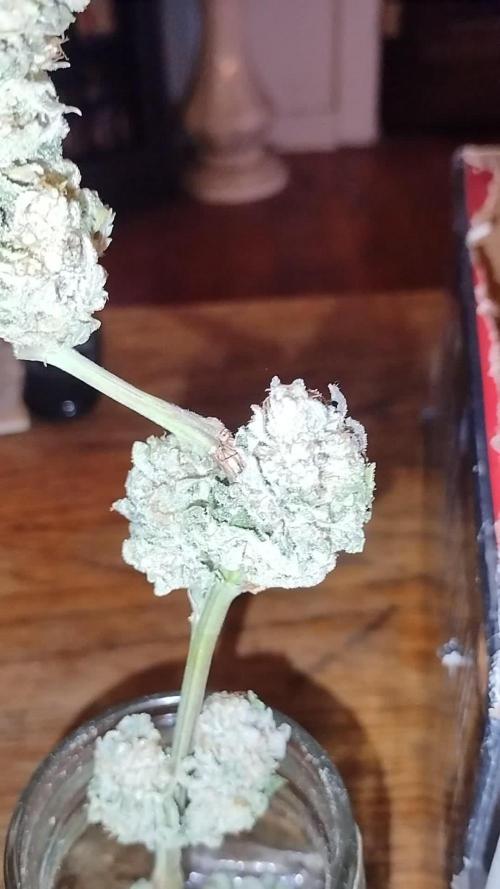 Willies_Organic_Gardens
