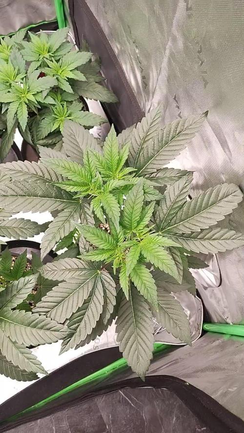 Devil Dog Genetics
