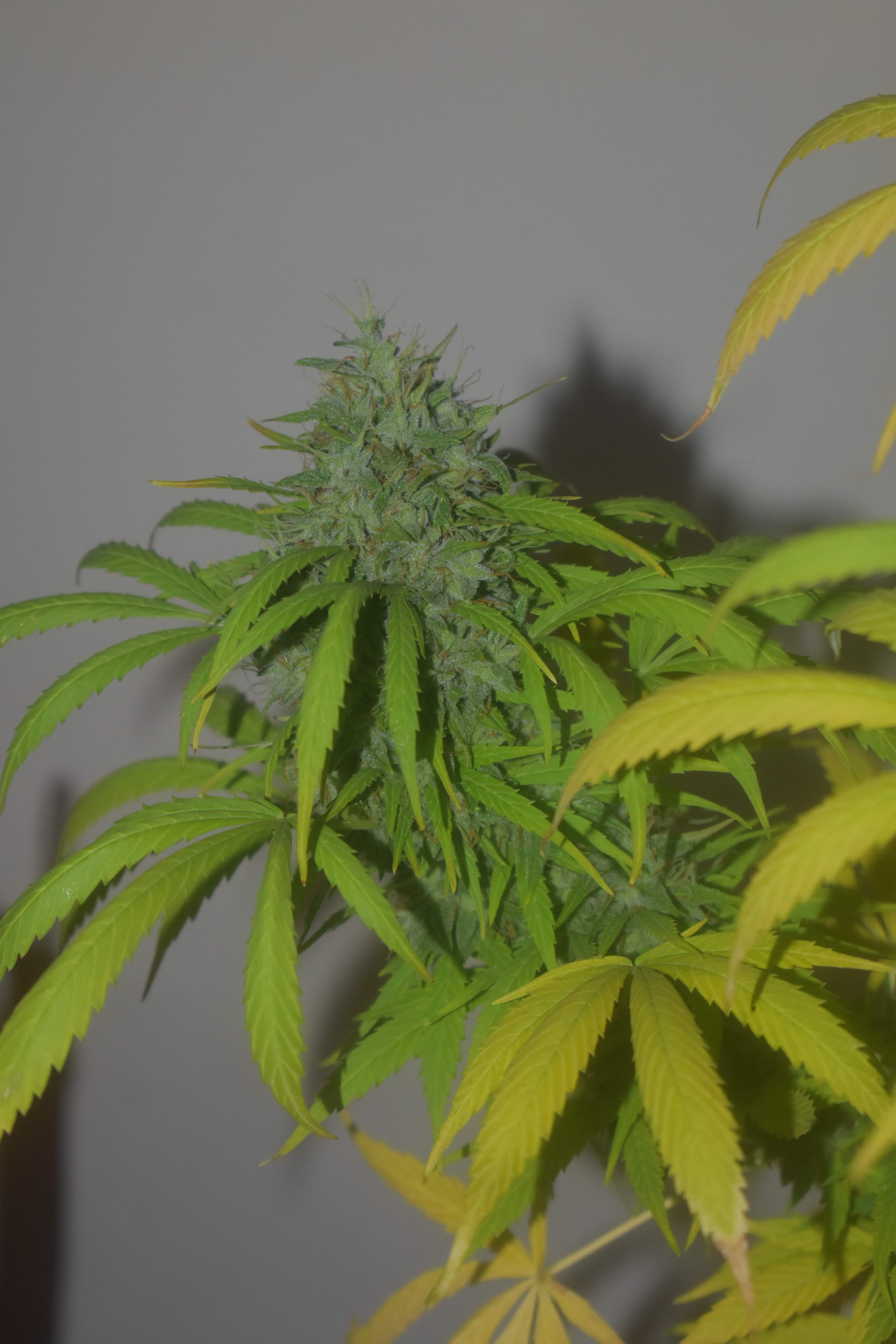 Barney's Farm Blueberry Cheese Auto grow diary (journal) harvest18 by