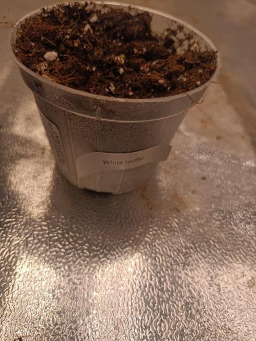 White Truffle. Week 0