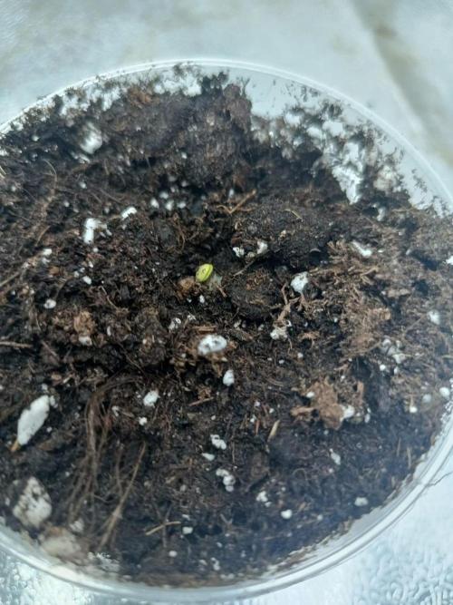 White Truffle. Week 0