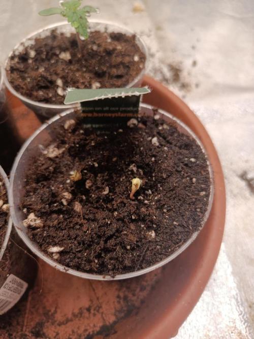 Blue Sunset Sherbert. Week 0