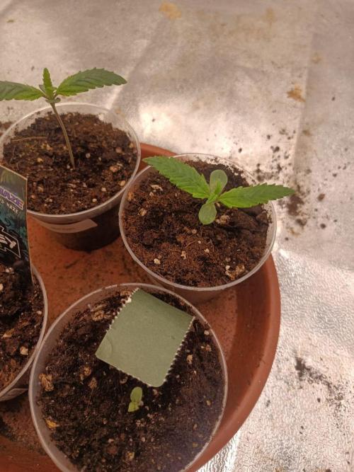 White Truffle. Week 1