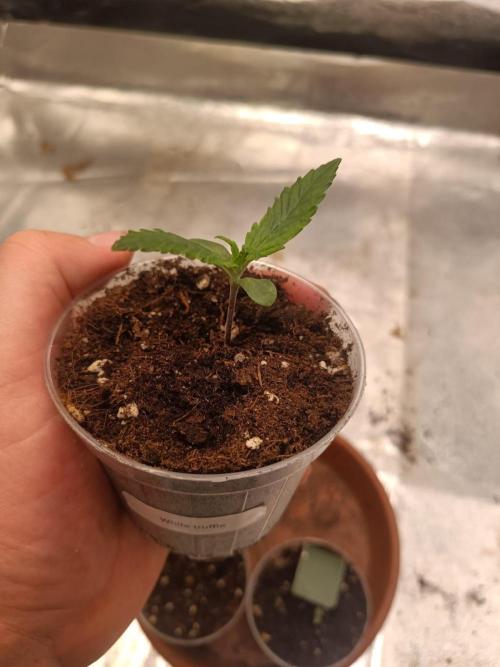 White Truffle. Week 1