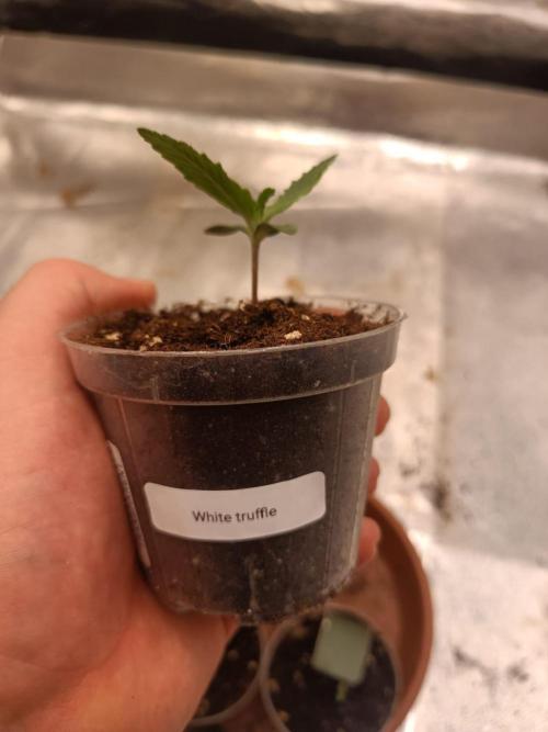 White Truffle. Week 1