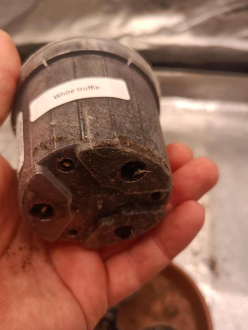 White Truffle. Week 1