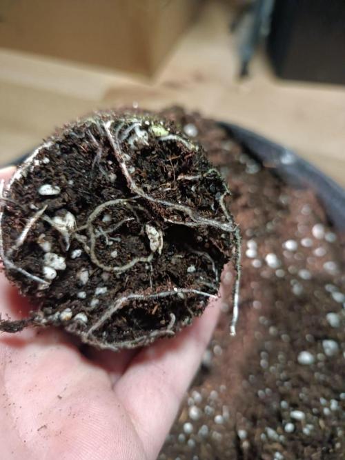 White Truffle. Week 1 - Day 9