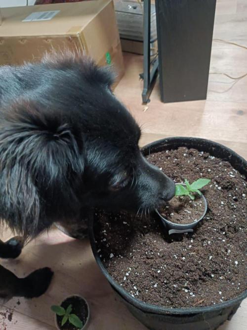 White Truffle. Week 1 - Quality control on Day 9 