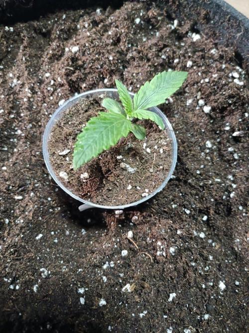 White Truffle. Week 1 - Day 9