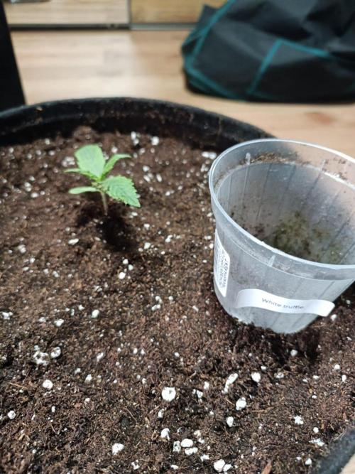 White Truffle. Week 1 - Day 9