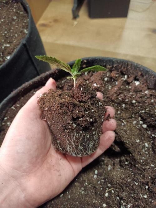 White Truffle. Week 1 - Day 9