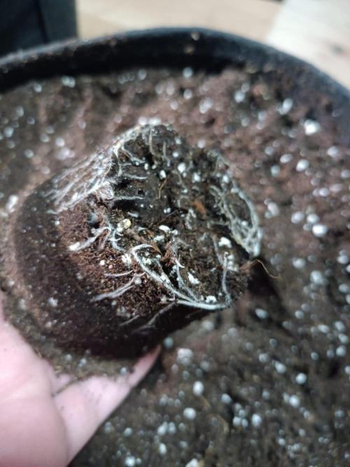 Blue Zushi. Week 1 - Day 10