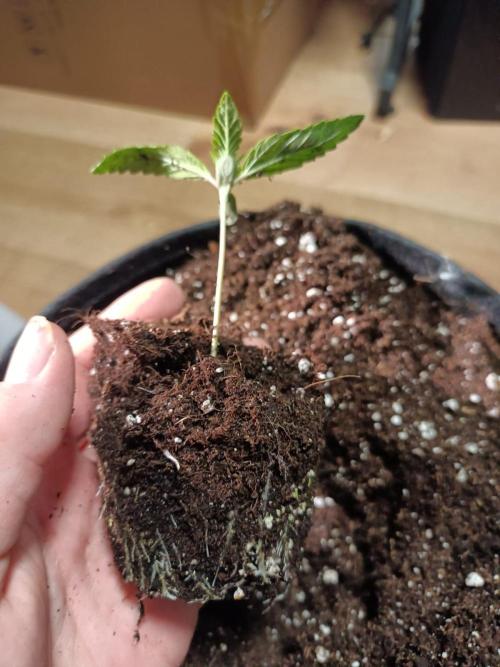 Blue Zushi. Week 1 - Day 10