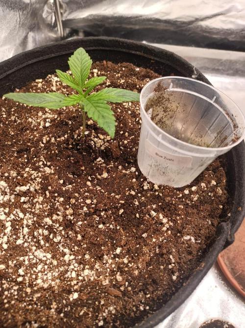 Blue Zushi. Week 2