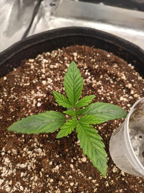 Blue Zushi. Week 2