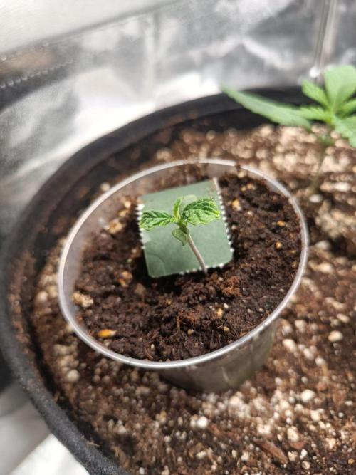 Blue Sunset Sherbert. Week 1