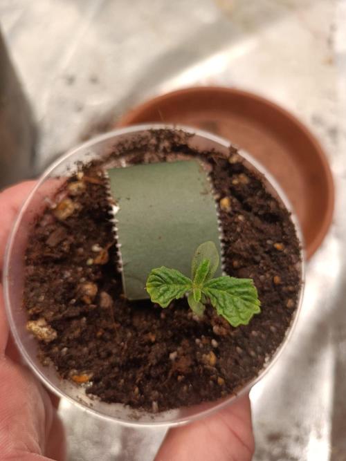 Blue Sunset Sherbert. Week 1