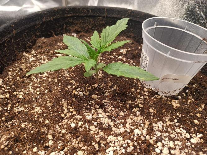 White Truffle. Week 2