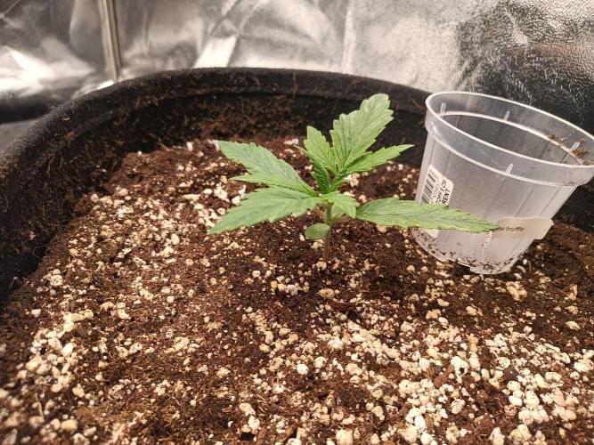 White Truffle. Week 2