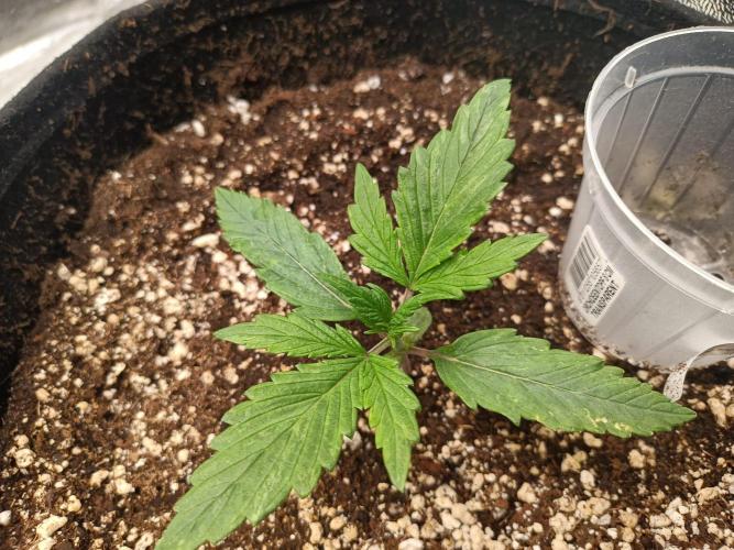 White Truffle. Week 2