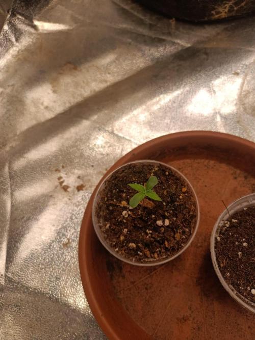 Chocolate Rainbow XXL. Week 0