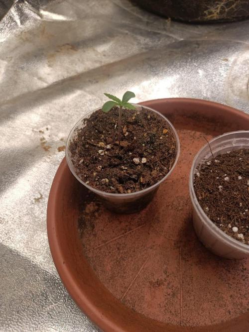 Chocolate Rainbow XXL. Week 0