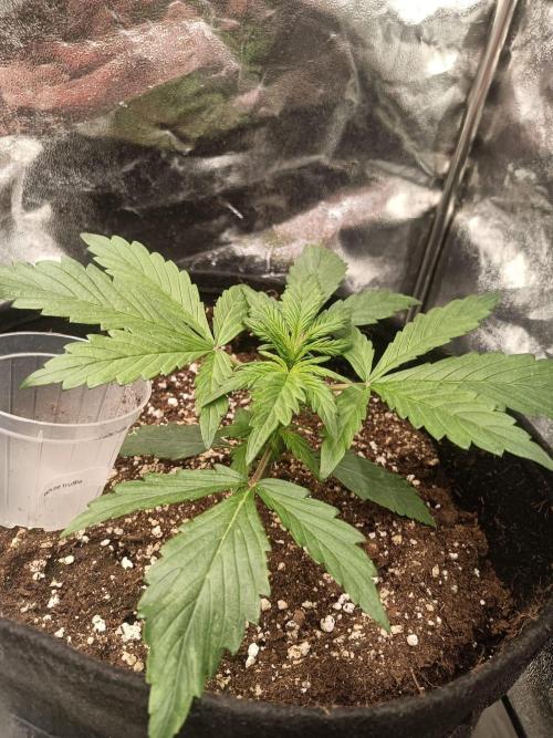 White Truffle. Week 3