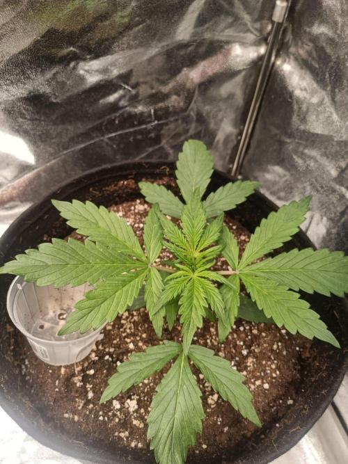 White Truffle. Week 3