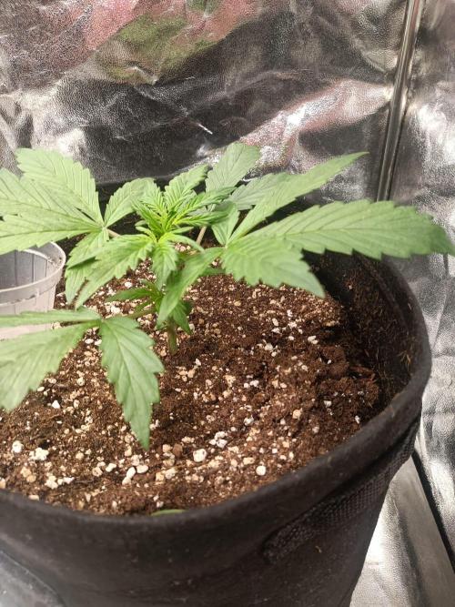 White Truffle. Week 3 - after  cutting