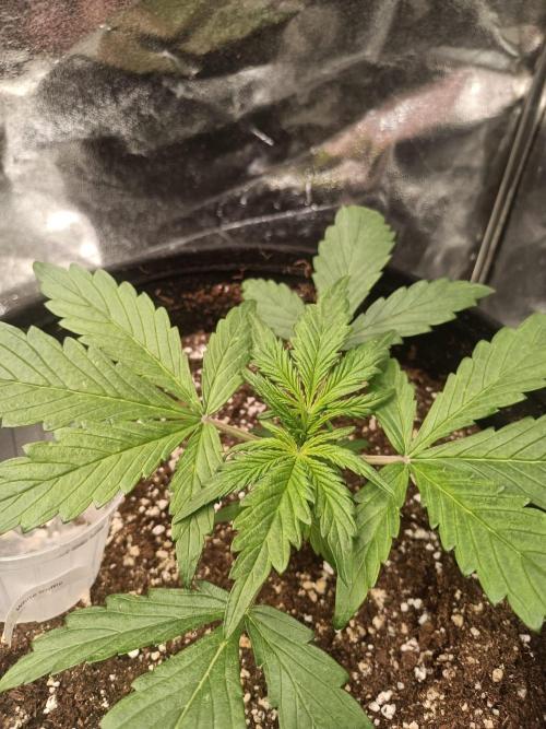 White Truffle. Week 3