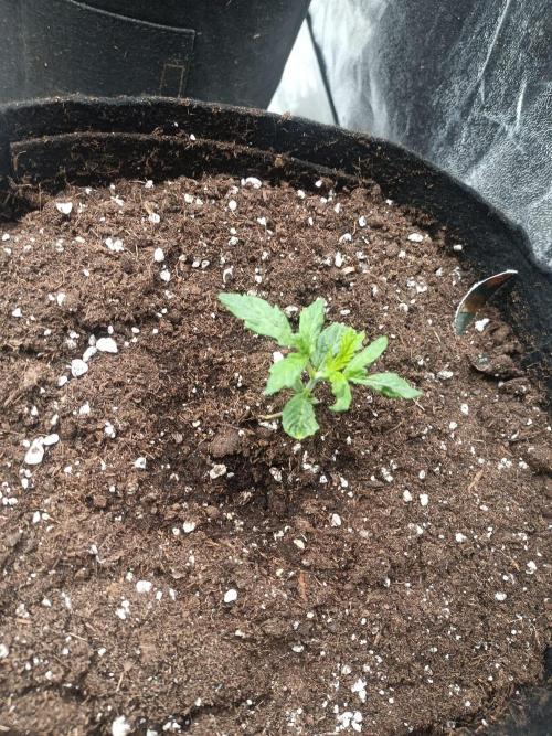 Blue Sunset Sherbert. Week 2