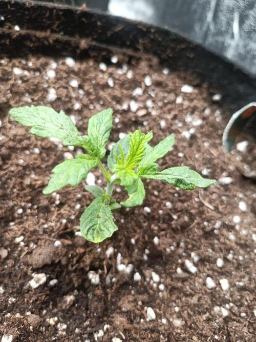 Blue Sunset Sherbert. Week 2