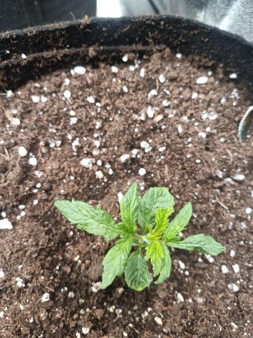 Blue Sunset Sherbert. Week 2
