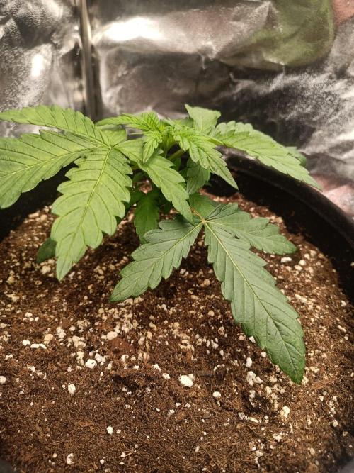 Blue Zushi. Week 3